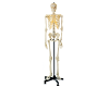 85cm Whole Body Skeleton Model