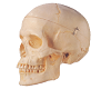 Adult Skull