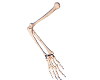 Arm Bone Model