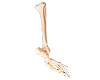 Bones of Foot, Calf Bone and Shinbone Model
