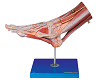 Muscles of Foot with Main Vessels and Nerves