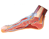 Median Sagittal Section of Foot