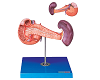 Pancreas with Spleen and Duodenum