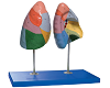 Lung Segments Model