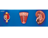 Kidney, Nephron and Glomerulus