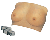 Breast Examination Model