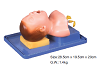 Neonate Intubation Training Model